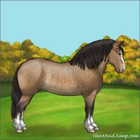 Horse Color:Buckskin Dun Sabino Rabicano