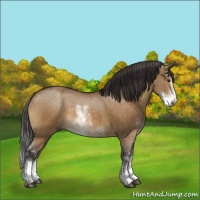 Horse Color:Buckskin Dun Sabino
