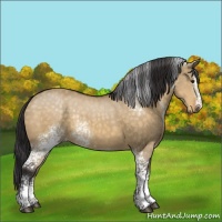 Horse Color:White Spotted Buckskin Dun Sabino Rabicano