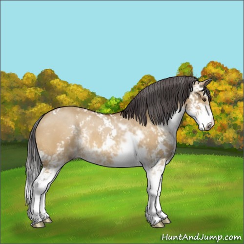 Horse Color:Buckskin Dun Sabino Rabicano