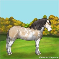 Horse Color:Buckskin Dun Sabino Rabicano