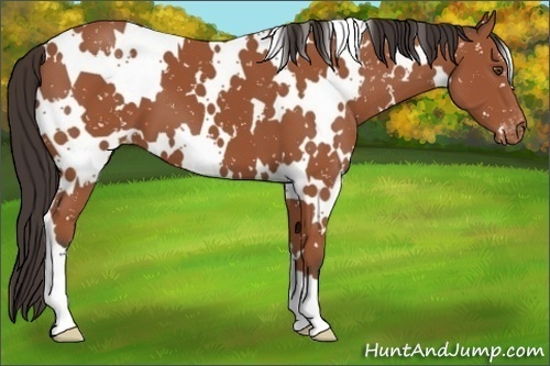 Horse Color:White Spotted Bay Appaloosa 