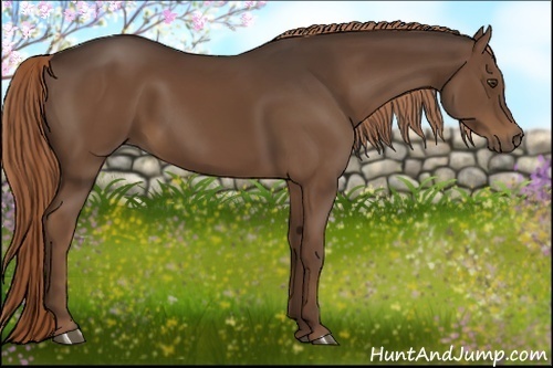 Horse Color:Liver Chestnut Rabicano 