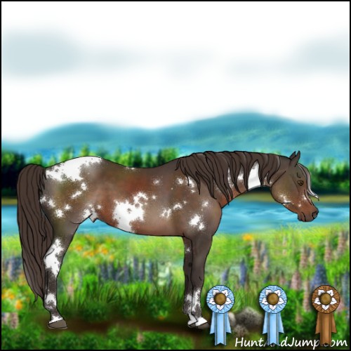 Horse Color:White Spotted Liver Chestnut 