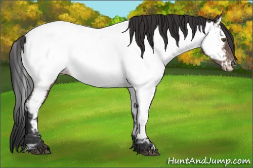Horse Color:Brown Appaloosa 