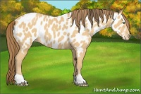 Horse Color:Amber Cream Champagne Appaloosa 