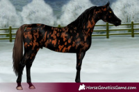 Horse Color:Void Amber Champagne Near Leopard  and Void Bay Near Leopard 