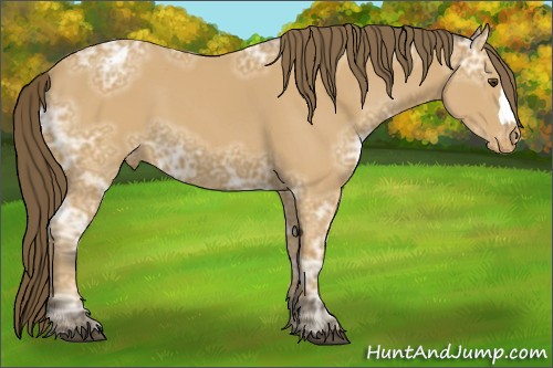 Horse Color:Buckskin Ice Appaloosa 