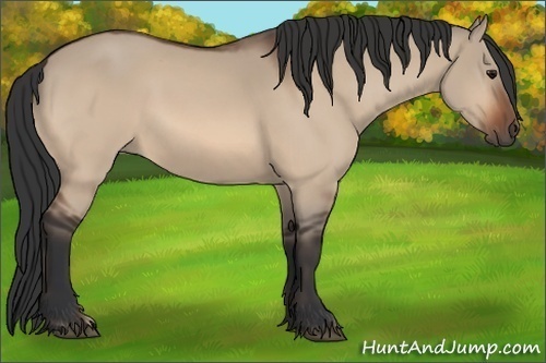 Horse Color:Bay Dun