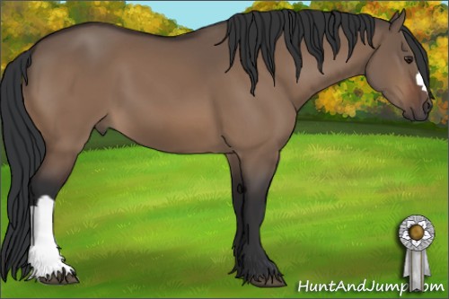 Horse Color:Brown Dun 