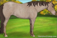 Horse Color:Classic Champagne Roan 