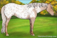Horse Color:Silver Classic Champagne Roan Appaloosa