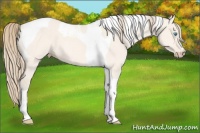 Horse Color:Perlino Dun Tobiano 