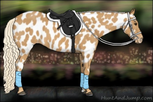Horse Color:Palomino Appaloosa 