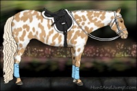 Horse Color:Palomino Appaloosa 