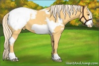 Horse Color:White Spotted Palomino Frame Snowcap