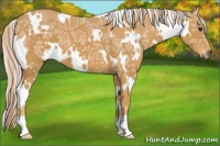 Horse Color:White Spotted Palomino Ice 