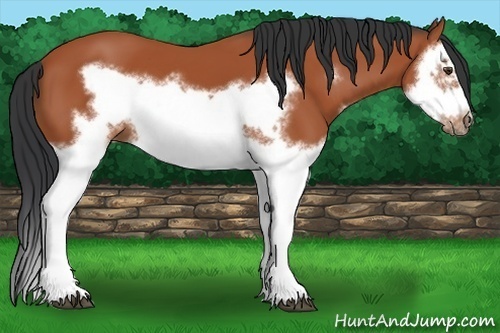 Horse Color:Bay Splash Frame 