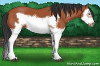 Horse Color:Bay Splash Frame 