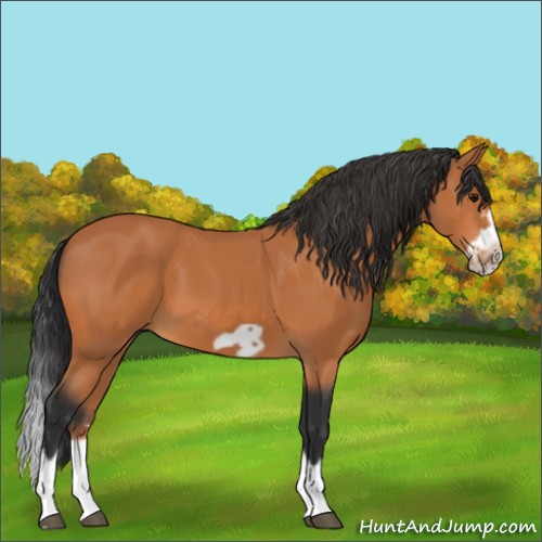 Horse Color:Bay Splash Frame