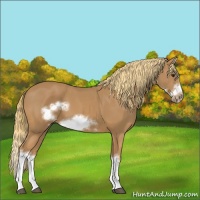 Horse Color:Chestnut Splash Frame 