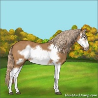 Horse Color:Chestnut Splash Frame