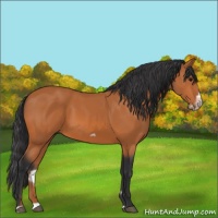 Horse Color:Bay Splash Frame 