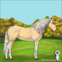 Horse Color:Palomino Tobiano 