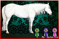 Horse Color:Cremello Dun Leopard 