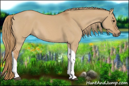 Horse Color:Red Dun Roan Tobiano 
