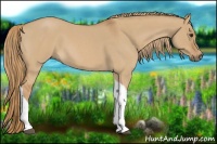 Horse Color:Red Dun Roan Tobiano 