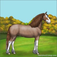Horse Color:Red Roan Splash 