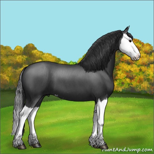Horse Color:Blue Roan Splash 