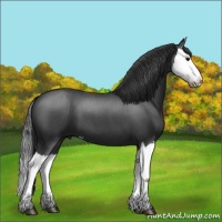 Horse Color:Blue Roan Splash
