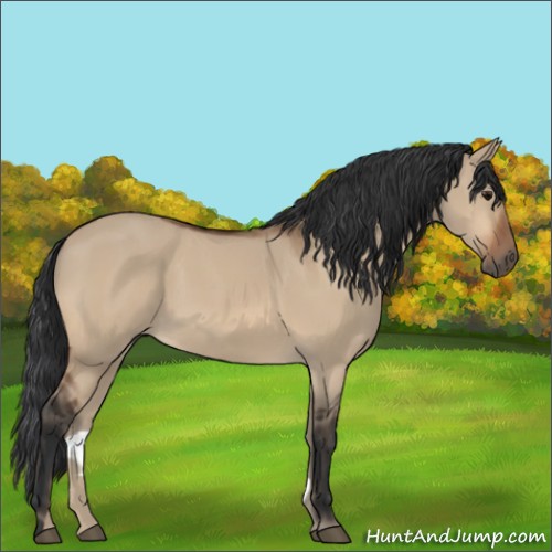 Horse Color:Bay Dun