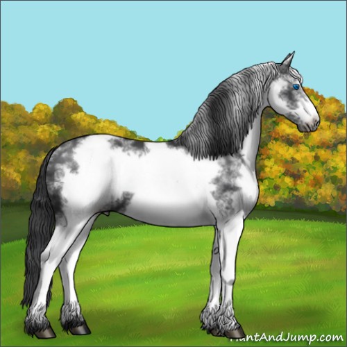 Horse Color:White Spotted Black Frame 