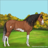 Horse Color:Bay Splash Frame