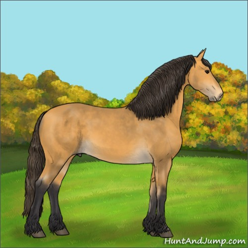 Horse Color:Buckskin 