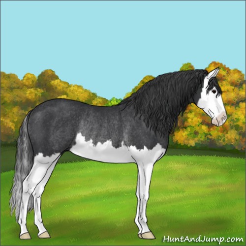 Horse Color:Black Splash Rabicano 