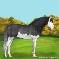 Horse Color:Black Splash Rabicano 