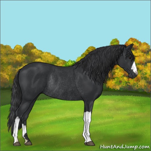 Horse Color:Black Rabicano 
