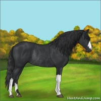 Horse Color:Black Rabicano 