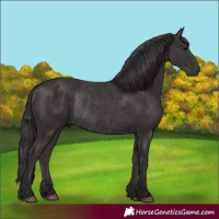 Horse Color:Smoky Black Rabicano 