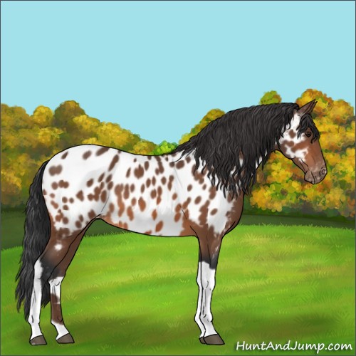 Horse Color:Bay Tobiano Appaloosa 
