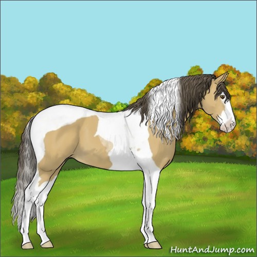 Horse Color:Buckskin Splash Tobiano 