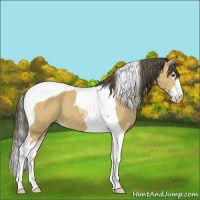 Horse Color:Buckskin Splash Tobiano 