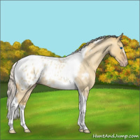 Horse Color:Gray Silver Amber Cream Champagne Roan Dun Splash Tobiano Frame Appaloosa Rabicano 