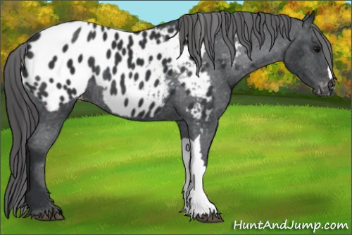 Horse Color:Black Appaloosa Rabicano 