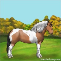 Horse Color:Bay Roan Tobiano