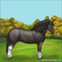 Horse Color:Smoky Black 
